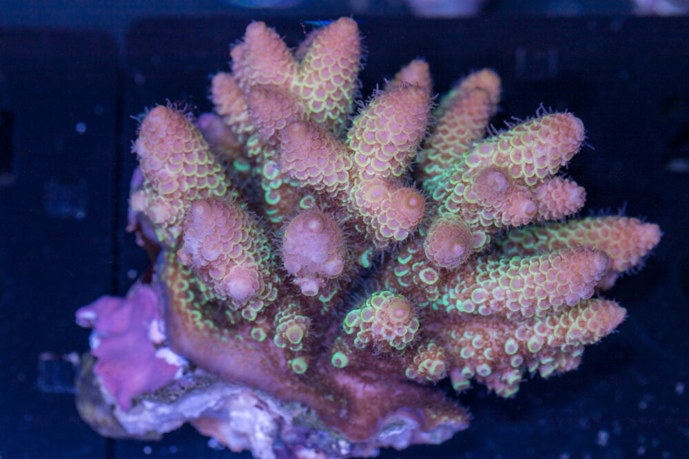 Acropora