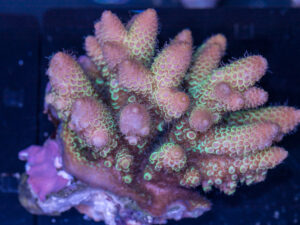 Acropora