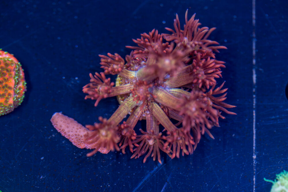 Goniopora - Amazeballs