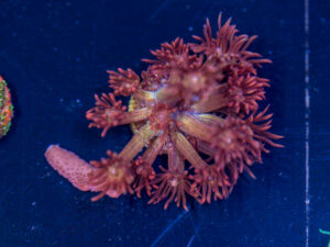 Goniopora - Amazeballs