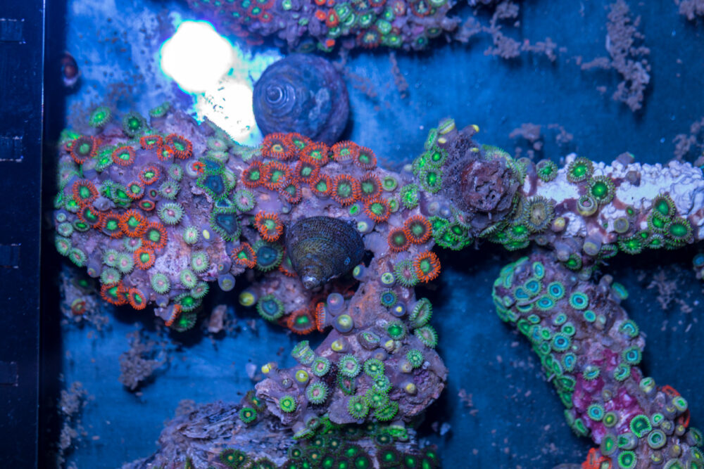 Zoanthids