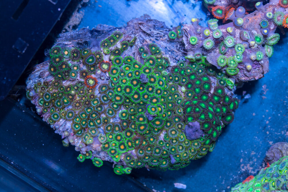 Zoanthids