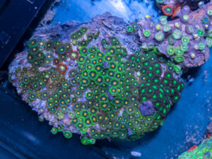 Zoanthids