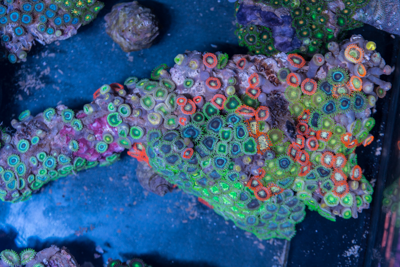 Zoanthids 1 Zoanthids