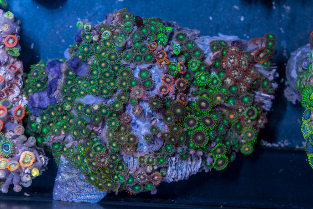 Zoanthids