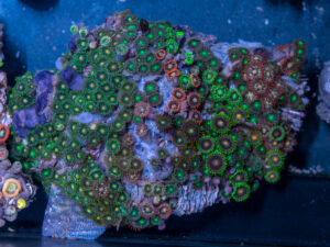 Zoanthids