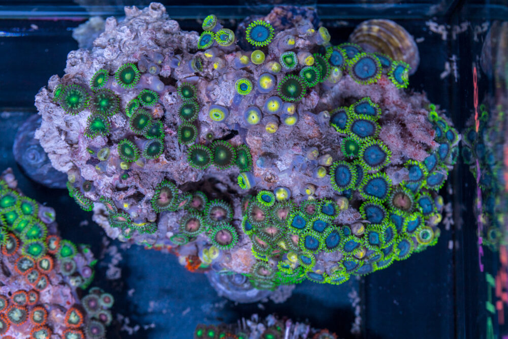 Zoanthids