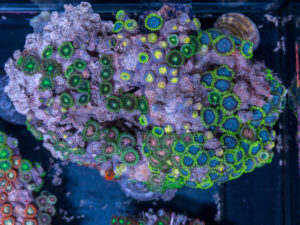 Zoanthids