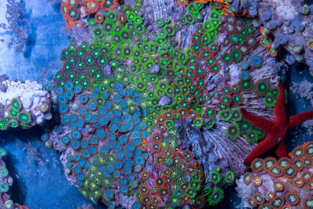 Zoanthids