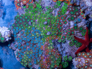 Zoanthids