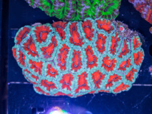 Acan - Lord Howe