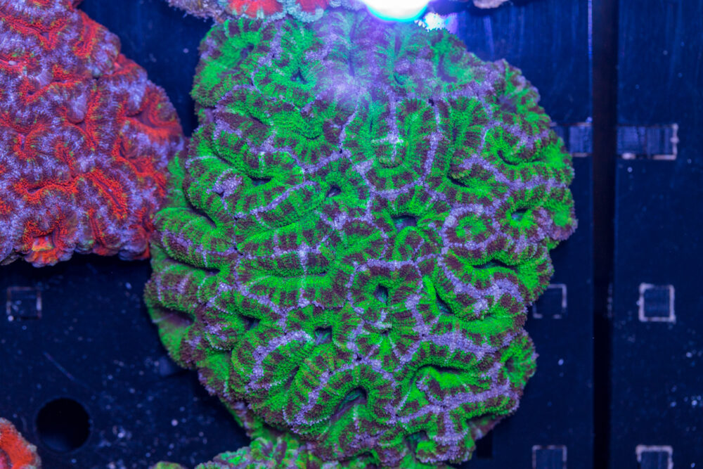 Acan - Lord Howe