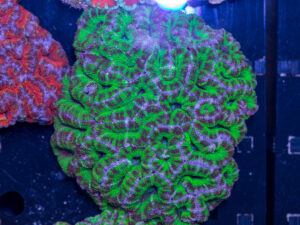 Acan - Lord Howe