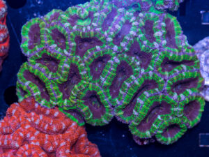 Acan - Lord Howe