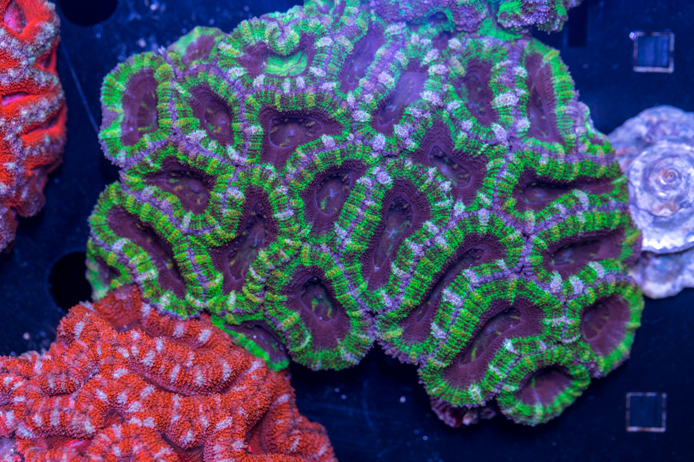 Acan - Lord Howe 1 Acan - Lord Howe