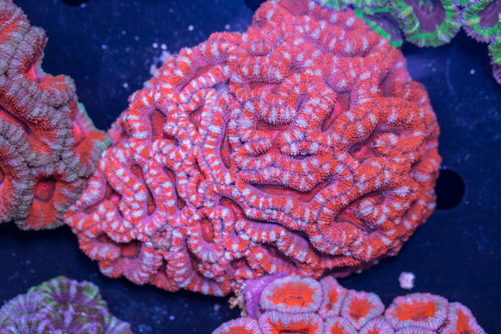 Acan - Lord Howe