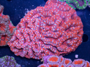 Acan - Lord Howe