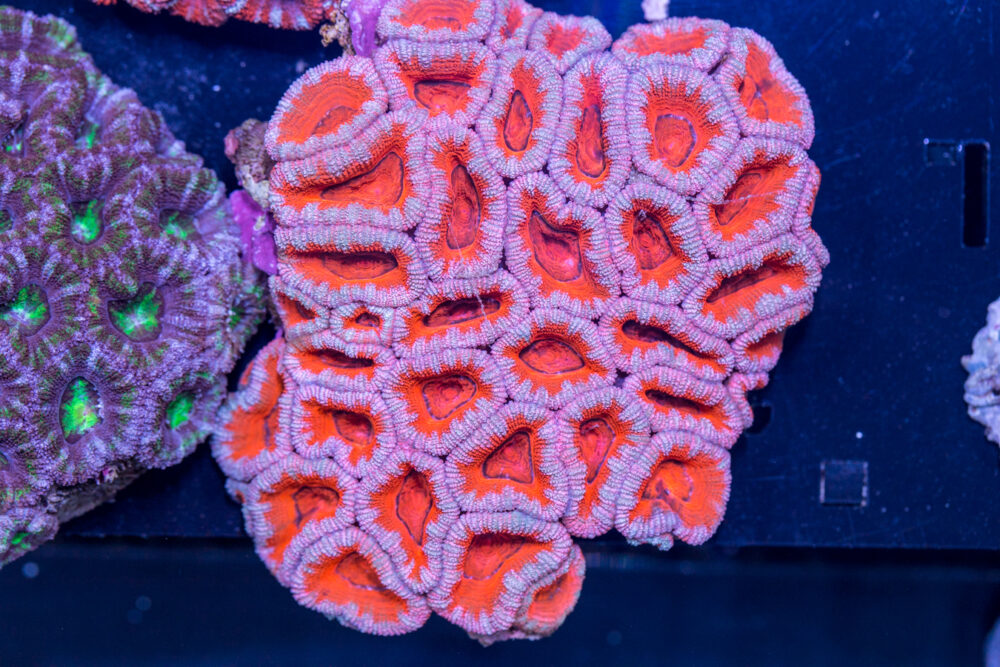Acan - Lord Howe