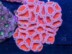 Acan - Lord Howe