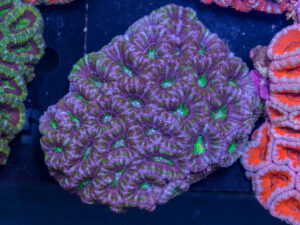 Acan - Lord Howe