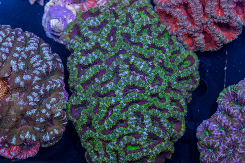 Acan - Lord Howe