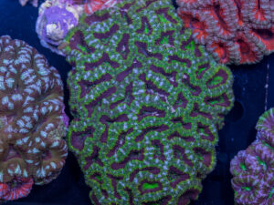 Acan - Lord Howe
