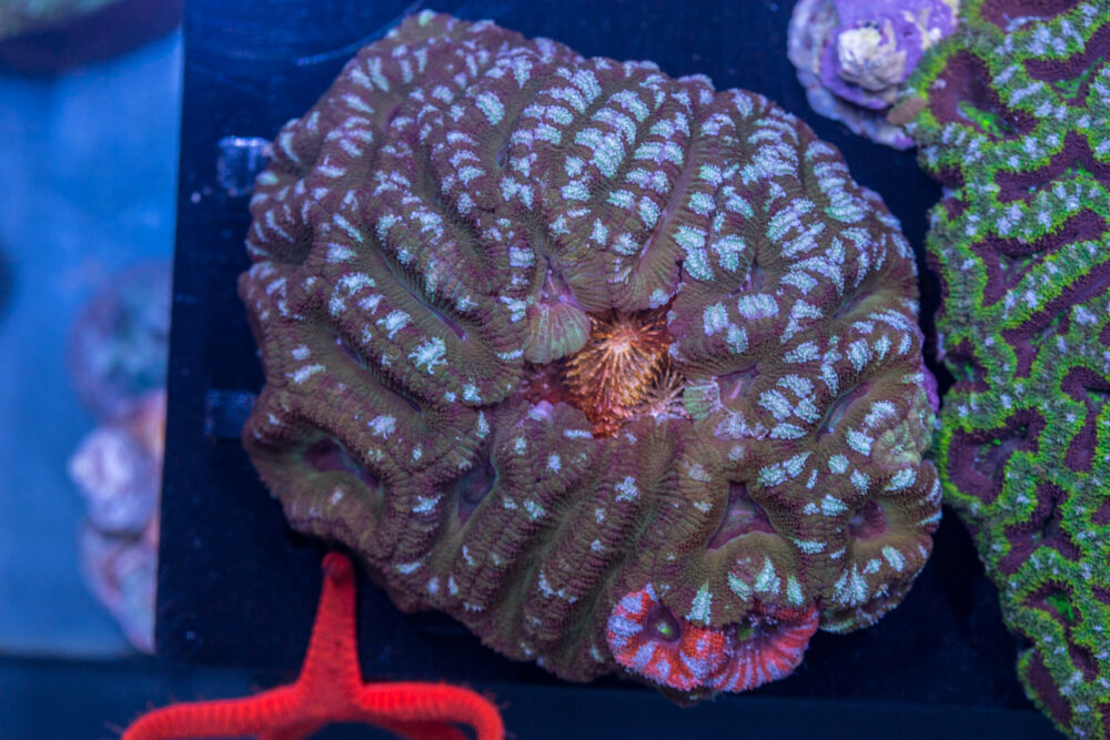 Acan - Lord Howe