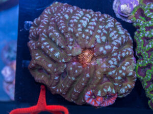 Acan - Lord Howe