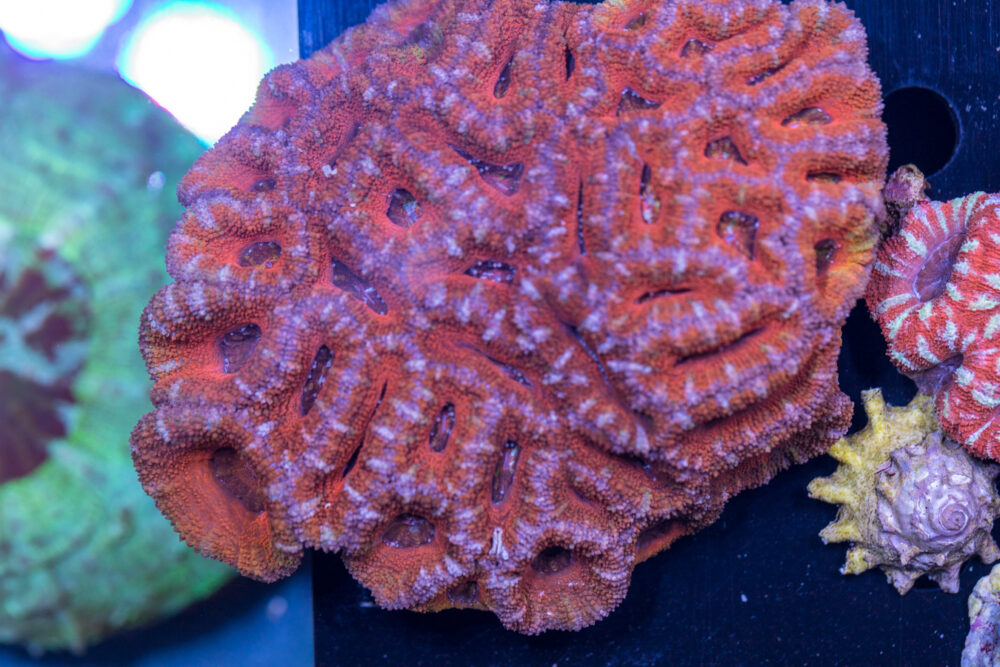 Acan - Lord Howe