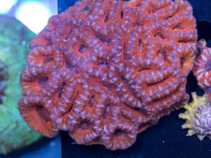 Acan - Lord Howe