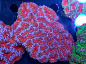 Acan - Lord Howe