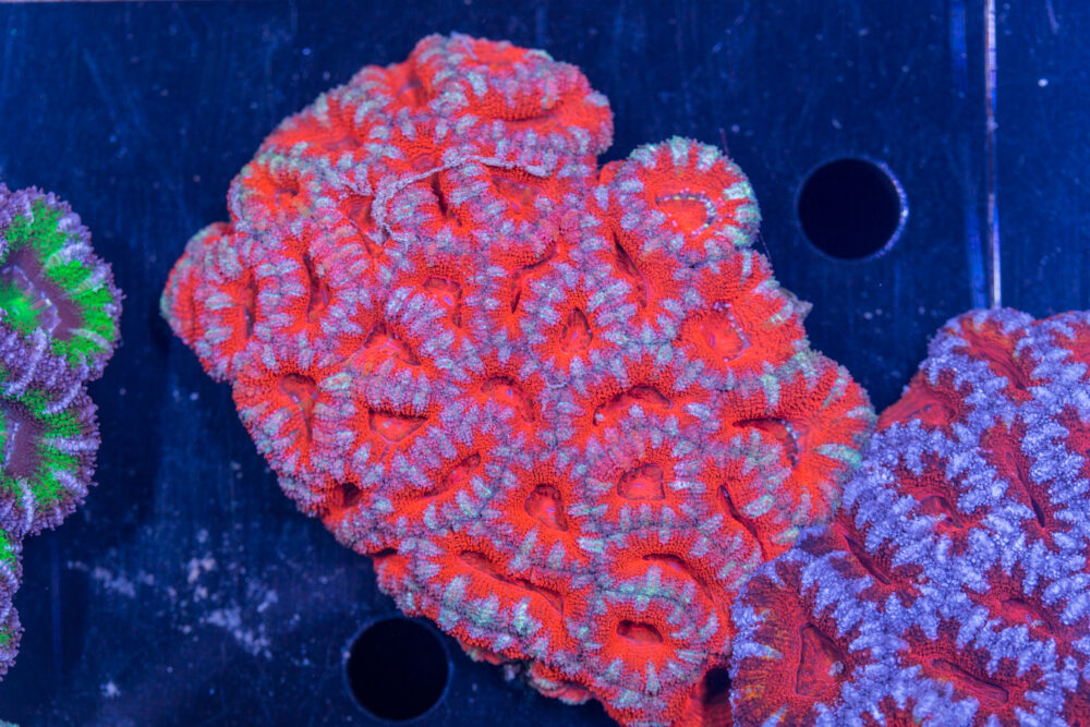 Acan - Lord Howe