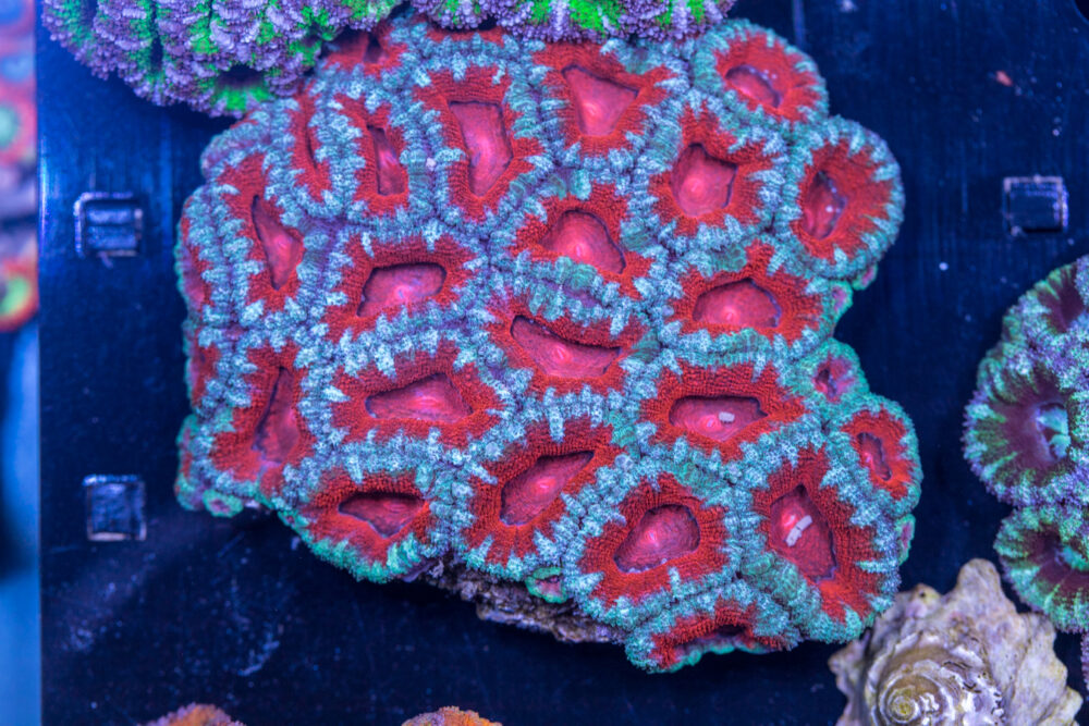 Acan - Lord Howe