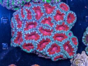 Acan - Lord Howe