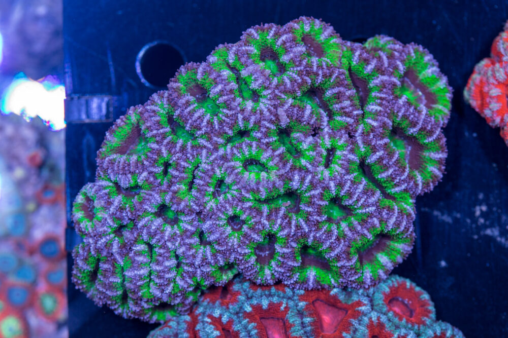 Acan - Lord Howe