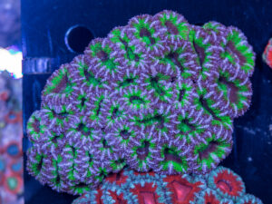Acan - Lord Howe