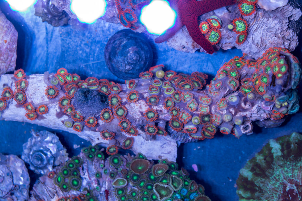 Zoanthids