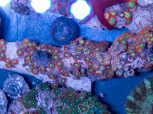 Zoanthids