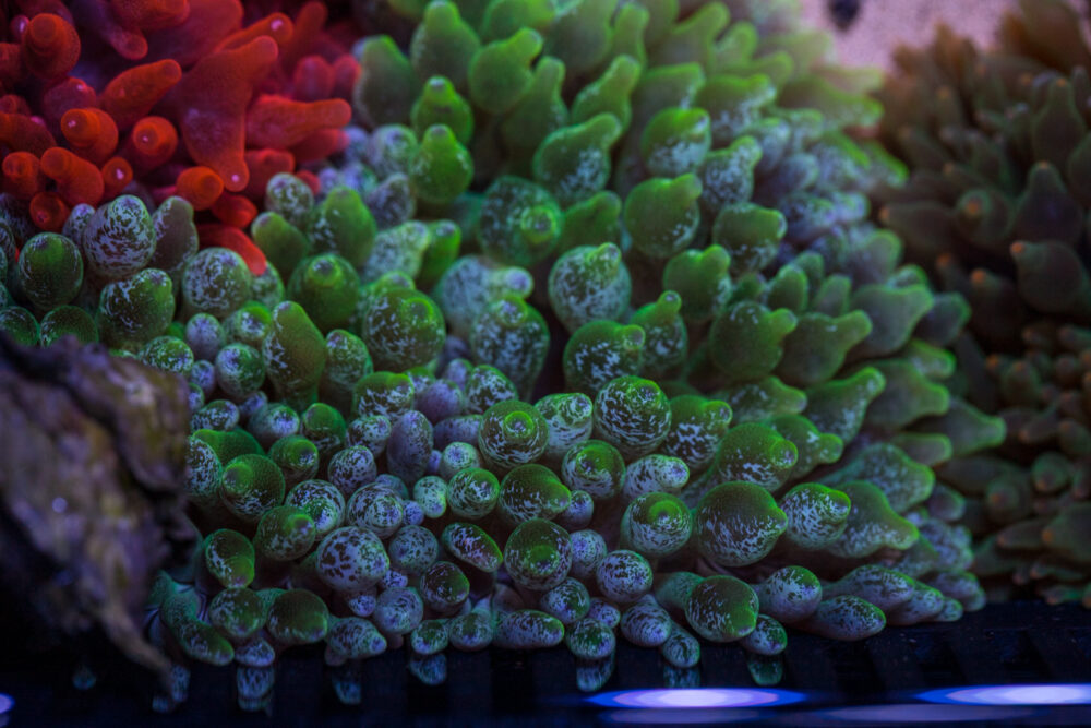 Bubble Tip Anemone - Snowflake