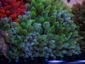 Bubble Tip Anemone - Snowflake