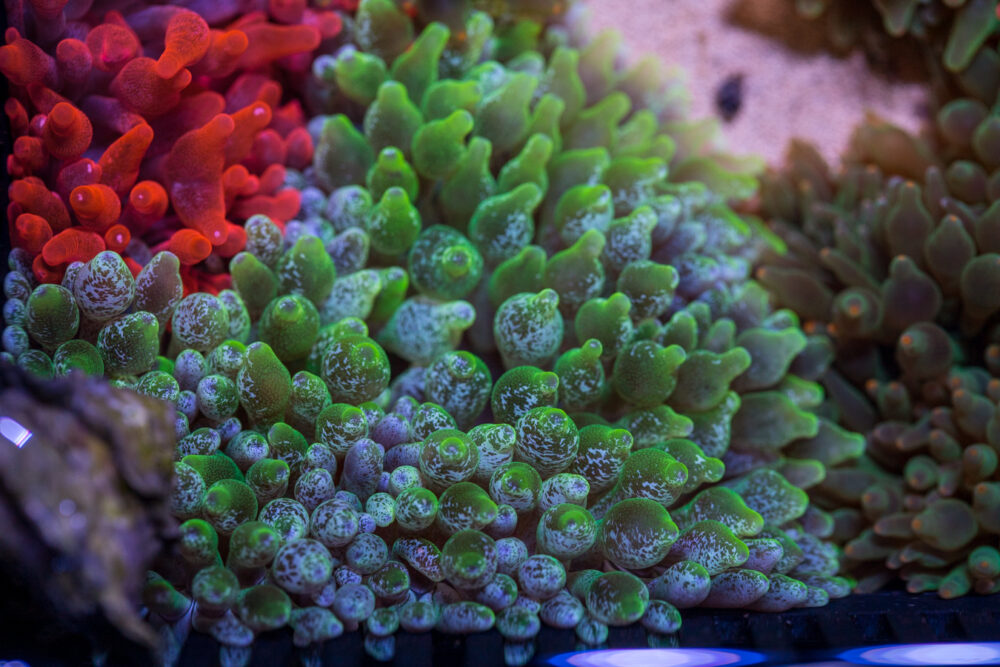 Bubble Tip Anemone - Snowflake