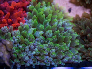 Bubble Tip Anemone - Snowflake