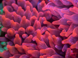 Bubble Tip Anemone - Rose