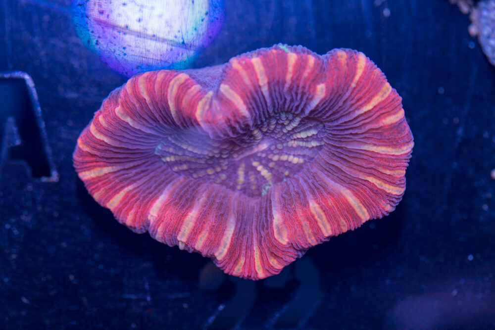 Trachyphyllia