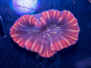 Trachyphyllia