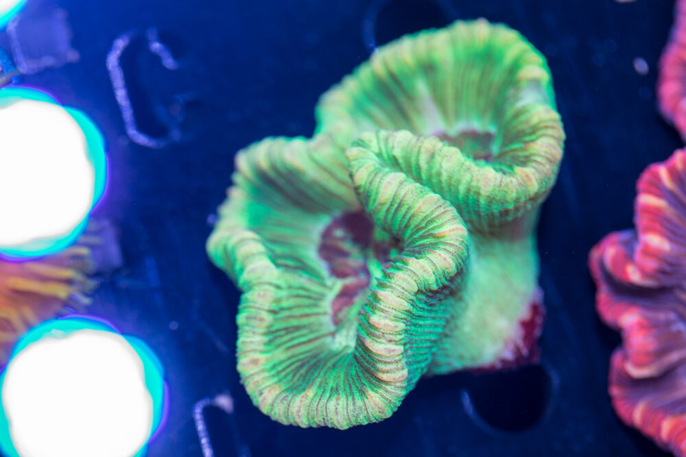 Trachyphyllia