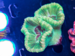 Trachyphyllia