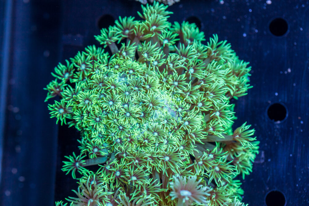 Goniopora