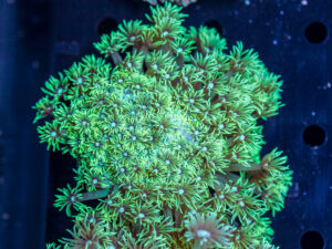 Goniopora