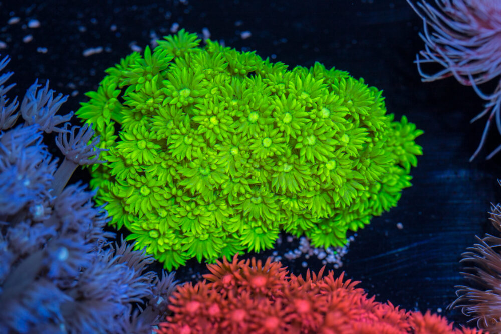 Goniopora